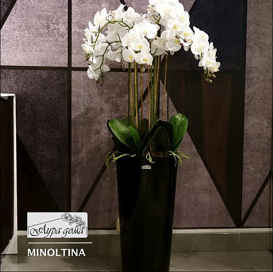 Цветочная композиция MINOLTINA