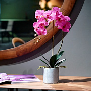 Цветочная композиция Флоренция PINK  магазин «Аура Дома»
