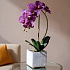 Цветочная композиция MILAN VIOLET