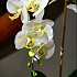 Цветочная композиция Флоренция WHITE