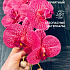 Цветок искуственный Орхидея PINK point