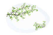 Блюдо сервировочное, 24 х 16,5 см, коллекция Natura, фарфор, в под. уп.,Easy Life Easy Life / Nuova R2S магазин «Аура Дома»